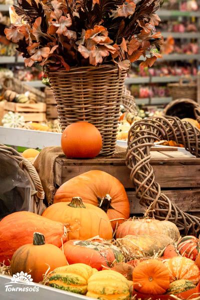 Variété colorée de potirons et coloquintes en gros plan pour un décor automnal, idéal pour Halloween.